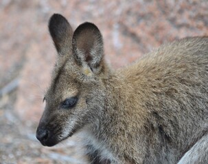 Naklejka na ściany i meble Beautiful wallaby in Freycinet National Park, Tasmania, Australia