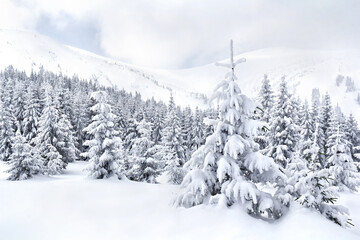 Spruce in snow. Winter landscape of mountains in fir tree forest and glade in snow. Carpathian mountains