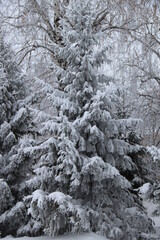 snow on the branches of Christmas trees and trees