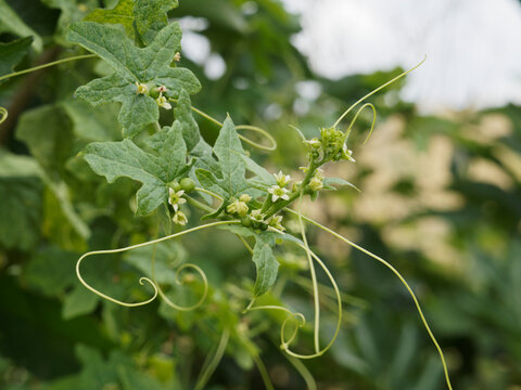 (Bryonia dioica) Bryone dio&iuml;que ou navet galant, herbac&eacute;e grimpante &agrave; vrilles aux baies vertes immatures dans un feuillage palm&eacute;, lob&eacute; et enroul&eacute; 