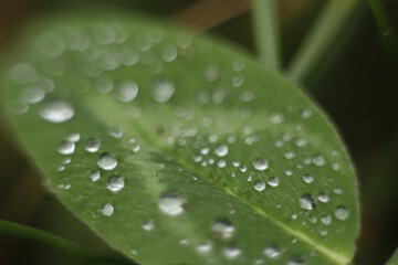 Zielony liść makro z kroplami deszczu - obrazy, fototapety, plakaty