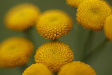 żółte kwiatki makro jesień - obrazy, fototapety, plakaty