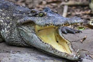 Close up head crocodile is show mouse in thailand.