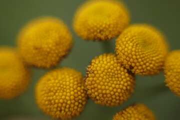 żółte kwiatki makro jesień