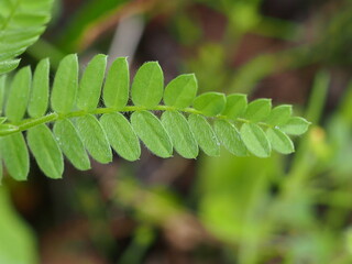 Yellow Serradella (Ornithopus compressus)