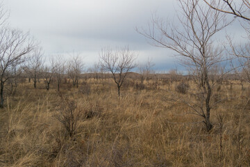 Beautiful autumn landscape in the steppe. Trees and grass. Forest Steppe. Blue Sky. Elm