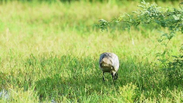 Black headed ibis or black necked ibis in natural green background at keoladeo ghana national park or bharatpur bird sanctuary rajasthan india - Threskiornis melanocephalus
