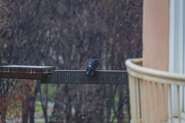 Pigeon in the rain