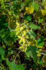 Green Xanthium strumarium plant in a natural environment on a blurred background