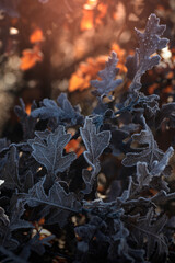 frozen leaves on cold morning