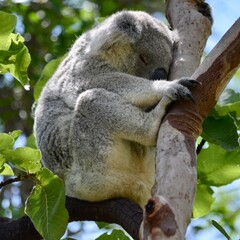 Small koala sleeping in a eucalyptus tree. Magnetic Island, Australia