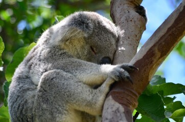 Small koala sleeping in a eucalyptus tree. Magnetic Island, Australia