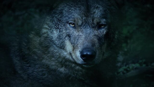 Wolf Growling In Cool Blue Light In The Woods