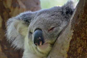Small koala sleeping in a eucalyptus tree. Magnetic Island, Australia