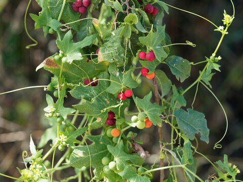 (Bryonia dioica) Bryone dio&iuml;que ou Herbe aux femmes battues, herbac&eacute;e grimpante &agrave; vrilles spiral&eacute;es, feuillage vert, palmatilob&eacute;, dent&eacute; sur fines et longues tiges velues aux grappes de baies rouges 
