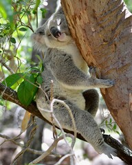 Small koala sleeping in a eucalyptus tree. Magnetic Island, Australia