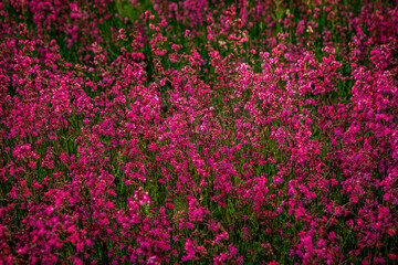 Clammy campion (Lychnis viscaria) flowers