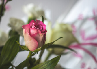 A pink naomi rose within a spring flower arrangement.