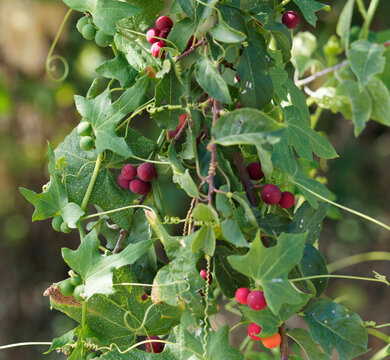 (Bryonia dioica) Bryone dio&iuml;que ou navet du diable, plante grimpante pourvues de vrilles spiral&eacute;es, aux baies globuleuses rouge vif dans un feuillage vert, palmatilob&eacute; et enroul&eacute; 