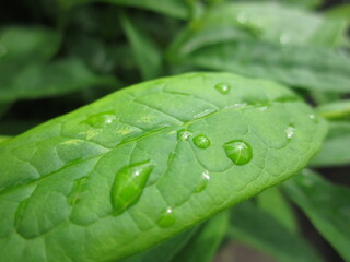 leaf with water drops