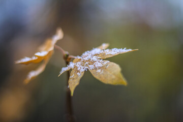 snowy maple leaf 