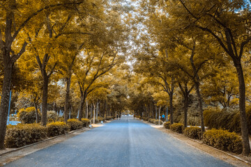 Panoramic of a path surrounded by trees.