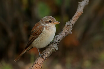 Obraz premium robin on a branch