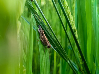 A short-horned grasshopper.It also known as Locust.