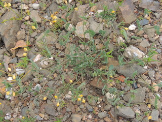 Plant (Coronilla repanda subsp. dura)