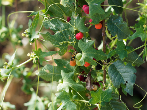 (Bryonia dioica) Bryone dio&iuml;que ou Herbe aux femmes battues, herbac&eacute;e grimpante &agrave; vrilles spiral&eacute;es, feuillage vert, palmatilob&eacute; le long de fines tiges velues garnies de baies rouges vif