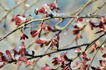 Frühling, Frost, Natur, April, Blumen
