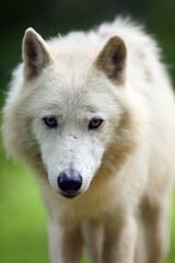 Naklejka na ściany i meble The Arctic wolf (Canis lupus arctos),portrait.Portrait of a white wolf with yellow eyes.