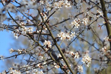 Frühling, Frost, Natur, April, Blumen