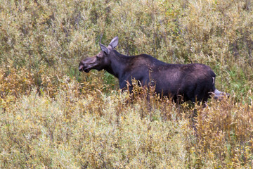 Moose eating in a pool of water
