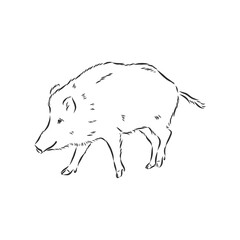 Sketch grunge wild boar in the profile.Stock vector illustration., wild boar vector sketch illustration