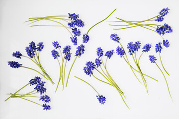 Arrangement of colorful, purple grape hyacinths on white background
