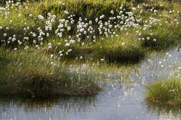 Obraz na płótnie Canvas Seed heads of hare's-tail cotton grass (Eriophorum vaginatum) around pond during summery sunset in Finnish nature