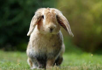 dwarf ram rabbit in garden, sitting on green grass, cute bunny