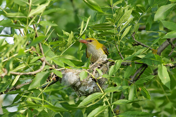 robin on a branch