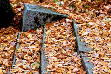 autumn leaves on the ground