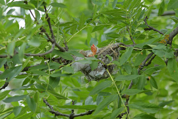 squirrel on a branch