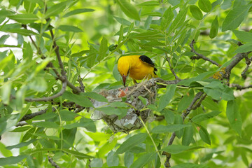 yellow billed toucan on branch