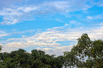 Fototapeta na wymiar Beautiful daylight sky above the green trees
