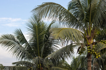 Fototapeta premium Coconut tree in the garden under the daylight sky