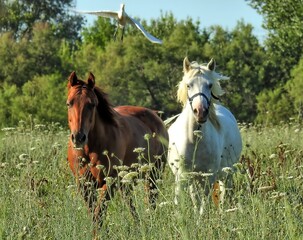 chevaux de Camargue
