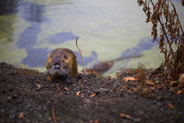 Obraz premium A coypu in wild nature 
