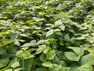 Healthy organic bean plants planted in rows, crop planting at the fields