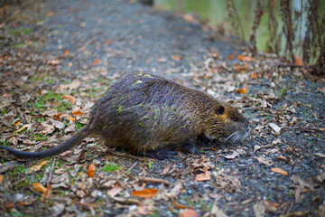 A coypu in wild nature 