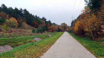 Autumn forest. All the colors of autumn leaves in the forest.