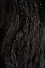 Dark grey wooden texture in autumn forest